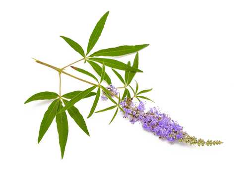 צמח - Vitex (Chasteberry)