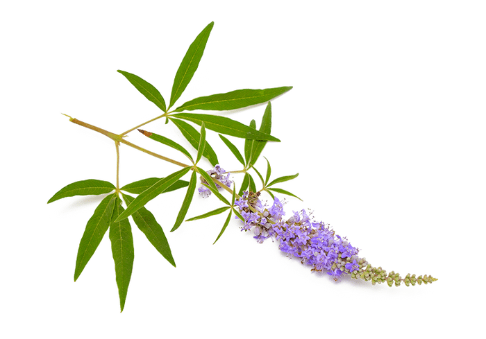 צמח - Vitex (Chasteberry)